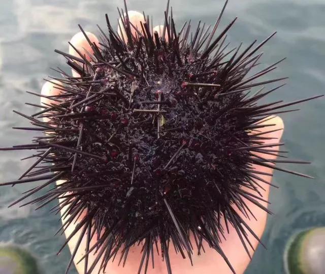 烟台人吃海鲜最好的时节到了！个个肥美，鲜，价低！